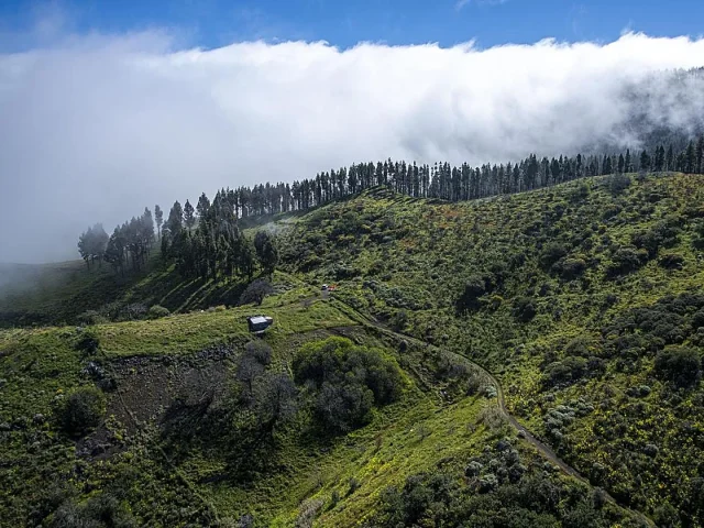 Liberación Canaria informa que va a presentar alegaciones al anteproyecto de Ley de Montes de Canaria