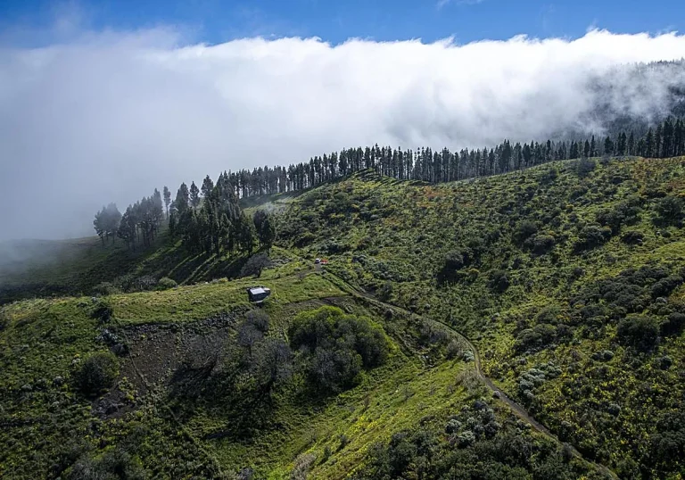Liberación Canaria informa que va a presentar alegaciones al anteproyecto de Ley de Montes de Canaria