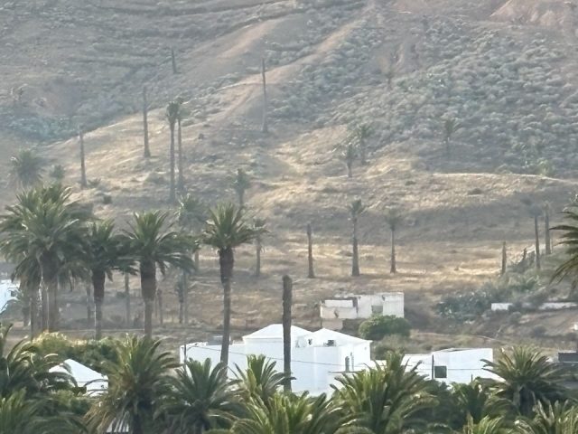 Nos preocupa el estado del palmeral de haría
